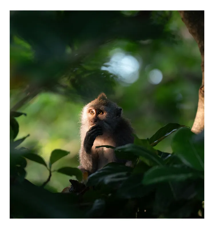 Tablou Canvas, "Gânditorul din inima junglei", Nu pot identifica persoane sau obiecte în imagini, dar pot descrie aspecte generale ale unei scene. Frunză, Lumină, Maimuță, Natură, Umbre, Vegetație., 50 x 90 cm