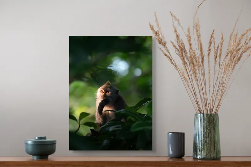 Tablou Canvas, "Gânditorul din inima junglei", Nu pot identifica persoane sau obiecte în imagini, dar pot descrie aspecte generale ale unei scene. Frunză, Lumină, Maimuță, Natură, Umbre, Vegetație., 39 x 54 cm – poza 3