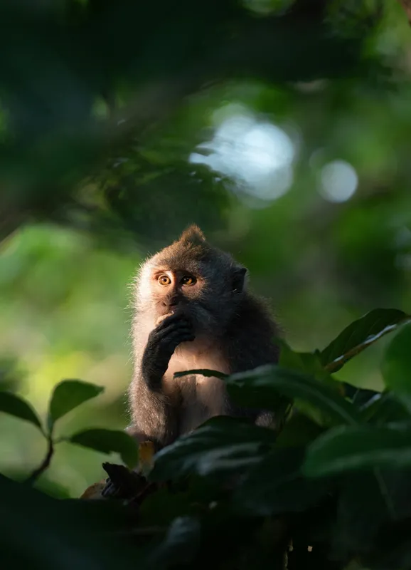 Tablou Canvas, "Gânditorul din inima junglei", Nu pot identifica persoane sau obiecte în imagini, dar pot descrie aspecte generale ale unei scene. Frunză, Lumină, Maimuță, Natură, Umbre, Vegetație., 39 x 54 cm – poza 2