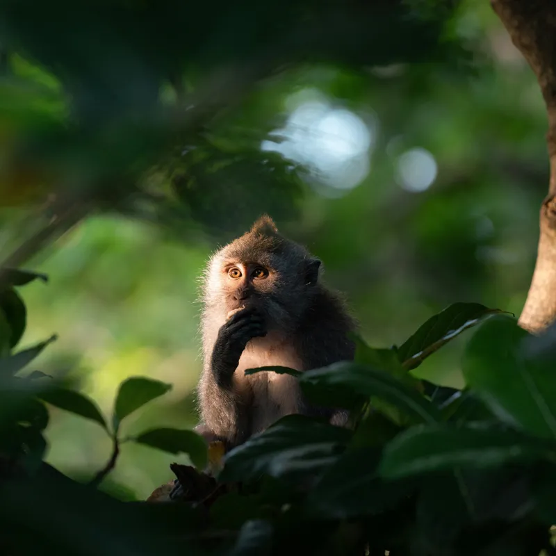 Tablou Canvas, "Gânditorul din inima junglei", Nu pot identifica persoane sau obiecte în imagini, dar pot descrie aspecte generale ale unei scene. Frunză, Lumină, Maimuță, Natură, Umbre, Vegetație., 50 x 50 cm – poza 2