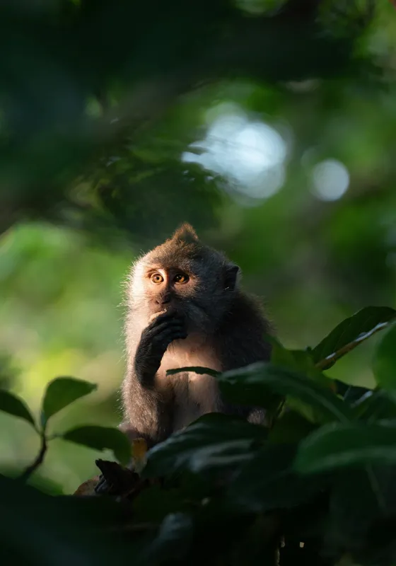 Tablou Canvas, "Gânditorul din inima junglei", Nu pot identifica persoane sau obiecte în imagini, dar pot descrie aspecte generale ale unei scene. Frunză, Lumină, Maimuță, Natură, Umbre, Vegetație., 70 x 100 cm – poza 2