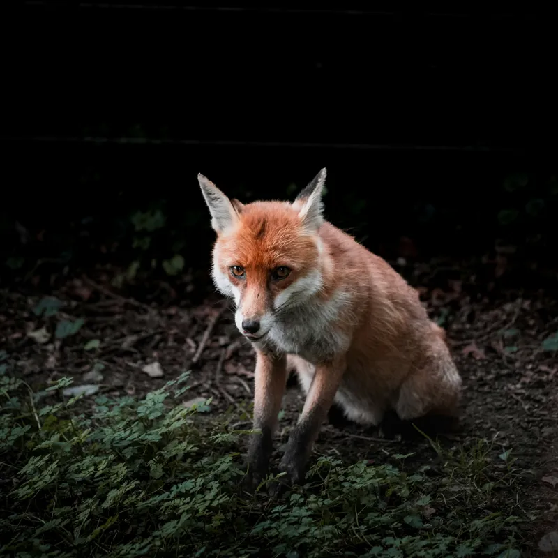 Tablou Canvas, "Vulpea în umbra pădurii verzi", Fox, Forest, Dark, Alert, Greenery, 100 x 100 cm – poza 2