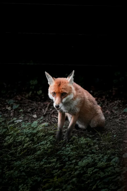 Tablou Canvas, "Vulpea în umbra pădurii verzi", Fox, Forest, Dark, Alert, Greenery, 100 x 150 cm – poza 2