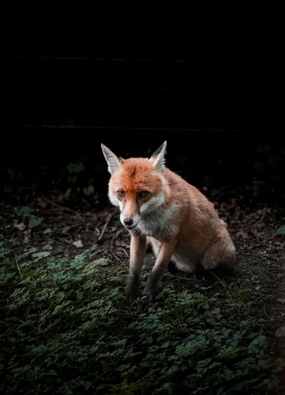 Tablou Canvas, "Vulpea în umbra pădurii verzi", Fox, Forest, Dark, Alert, Greenery, 39 x 54 cm – poza 2