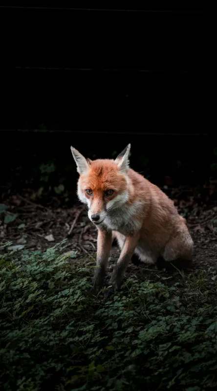 Tablou Canvas, "Vulpea în umbra pădurii verzi", Fox, Forest, Dark, Alert, Greenery, 50 x 90 cm – poza 2