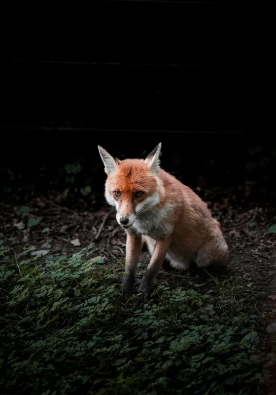 Tablou Canvas, "Vulpea în umbra pădurii verzi", Fox, Forest, Dark, Alert, Greenery, 70 x 100 cm – poza 2