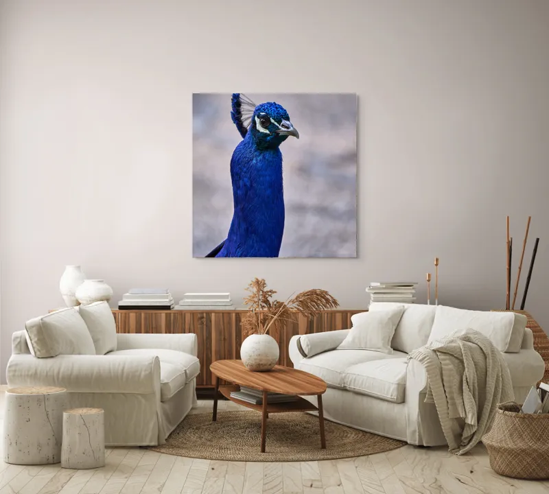 Tablou Canvas, "Strălucirea regală a păunului albastru", Pene, Albastru, Elegant, Penaj, Grațios, Regal, Strălucitor, Majestic., 100 x 100 cm – poza 3