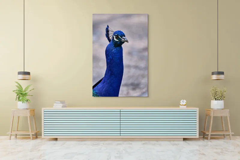 Tablou Canvas, "Strălucirea regală a păunului albastru", Pene, Albastru, Elegant, Penaj, Grațios, Regal, Strălucitor, Majestic., 100 x 150 cm – poza 4