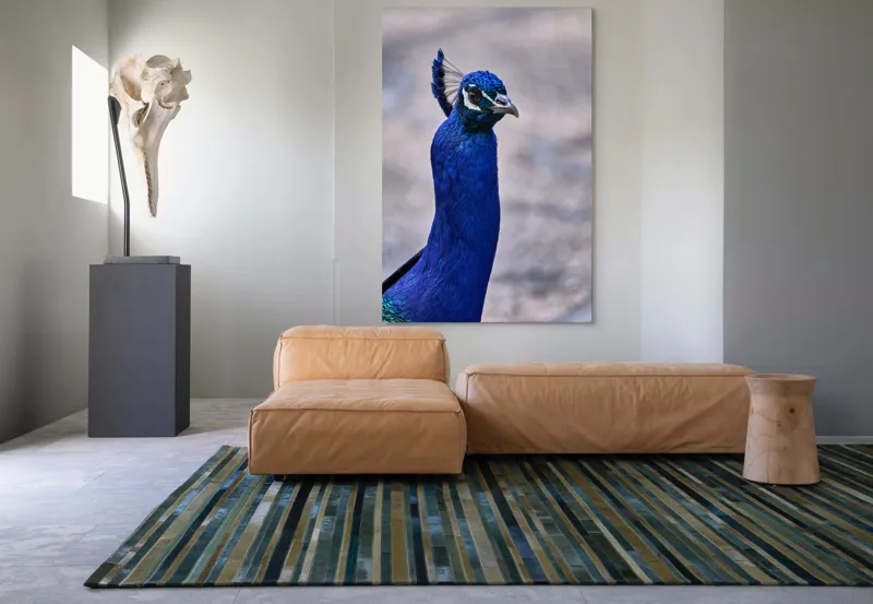 Tablou Canvas, "Strălucirea regală a păunului albastru", Pene, Albastru, Elegant, Penaj, Grațios, Regal, Strălucitor, Majestic., 100 x 150 cm – poza 7