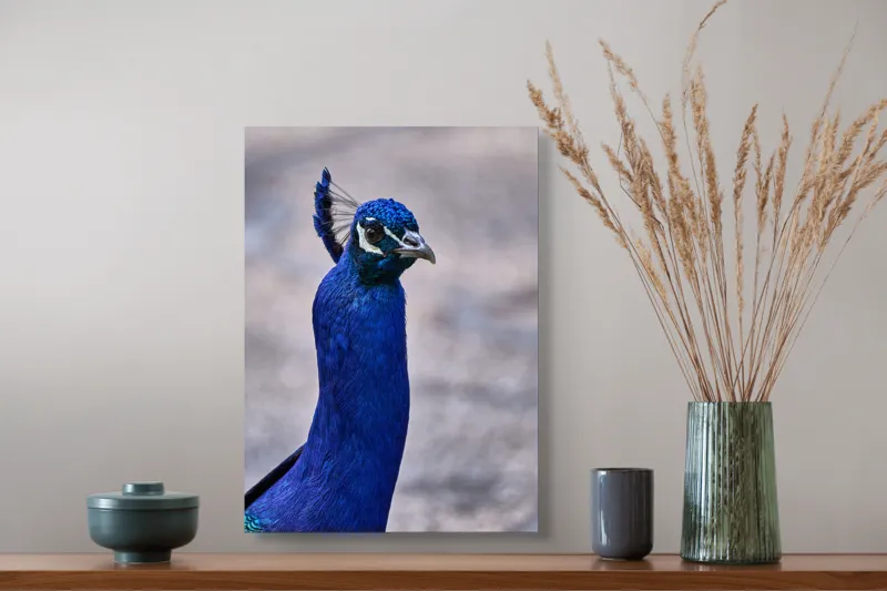 Tablou Canvas, "Strălucirea regală a păunului albastru", Pene, Albastru, Elegant, Penaj, Grațios, Regal, Strălucitor, Majestic., 39 x 54 cm – poza 3