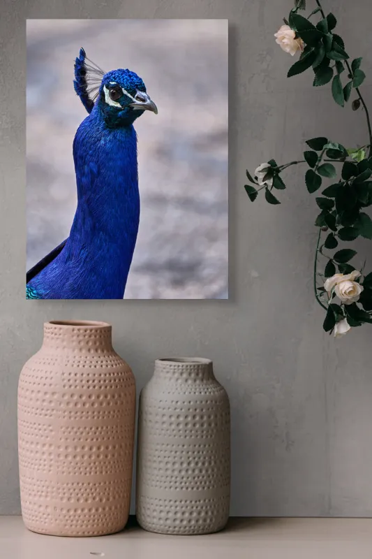 Tablou Canvas, "Strălucirea regală a păunului albastru", Pene, Albastru, Elegant, Penaj, Grațios, Regal, Strălucitor, Majestic., 39 x 54 cm – poza 6