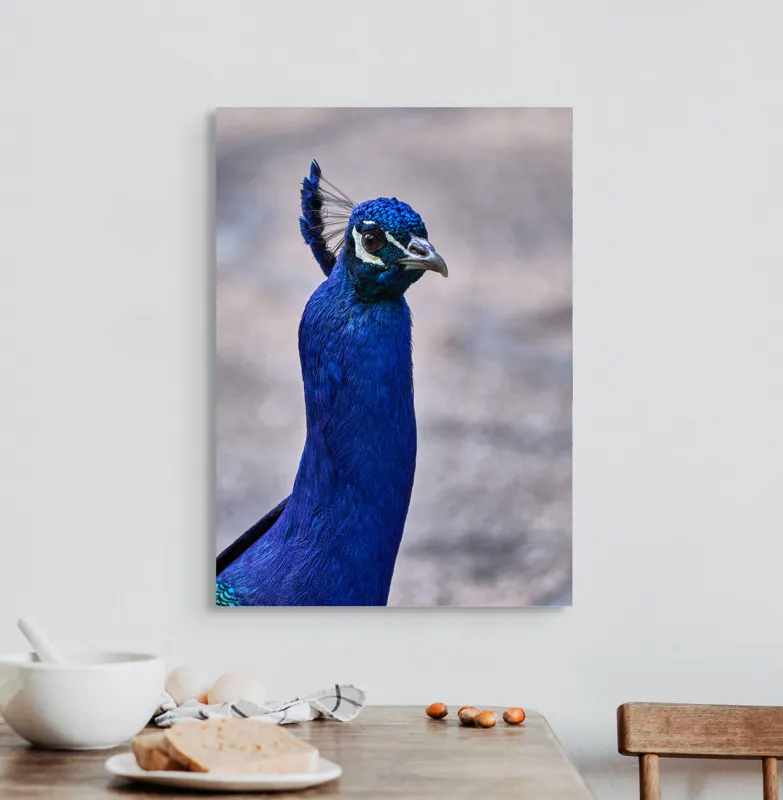 Tablou Canvas, "Strălucirea regală a păunului albastru", Pene, Albastru, Elegant, Penaj, Grațios, Regal, Strălucitor, Majestic., 50 x 70 cm – poza 3