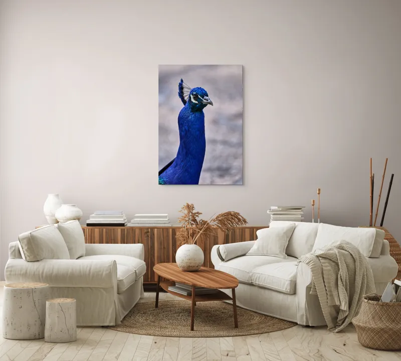 Tablou Canvas, "Strălucirea regală a păunului albastru", Pene, Albastru, Elegant, Penaj, Grațios, Regal, Strălucitor, Majestic., 70 x 100 cm – poza 4