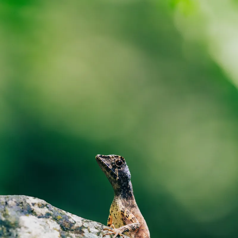 Tablou Canvas, "Șopârla solitară pe piatra bătrână", Natură, Lizard, Piatră, Verde, Camuflaj, Tranquilitate, Frunze, Bokeh, 100 x 100 cm – poza 2