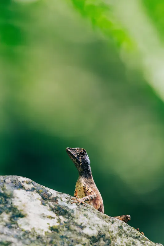 Tablou Canvas, "Șopârla solitară pe piatra bătrână", Natură, Lizard, Piatră, Verde, Camuflaj, Tranquilitate, Frunze, Bokeh, 100 x 150 cm – poza 2