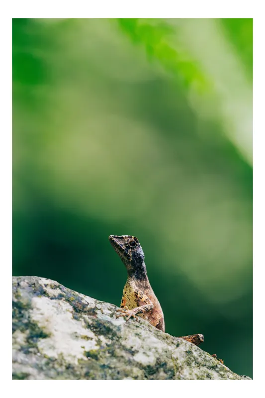 Tablou Canvas, "Șopârla solitară pe piatra bătrână", Natură, Lizard, Piatră, Verde, Camuflaj, Tranquilitate, Frunze, Bokeh, 26 x 39 cm