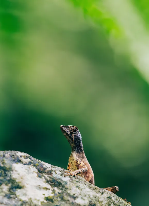 Tablou Canvas, "Șopârla solitară pe piatra bătrână", Natură, Lizard, Piatră, Verde, Camuflaj, Tranquilitate, Frunze, Bokeh, 39 x 54 cm – poza 2