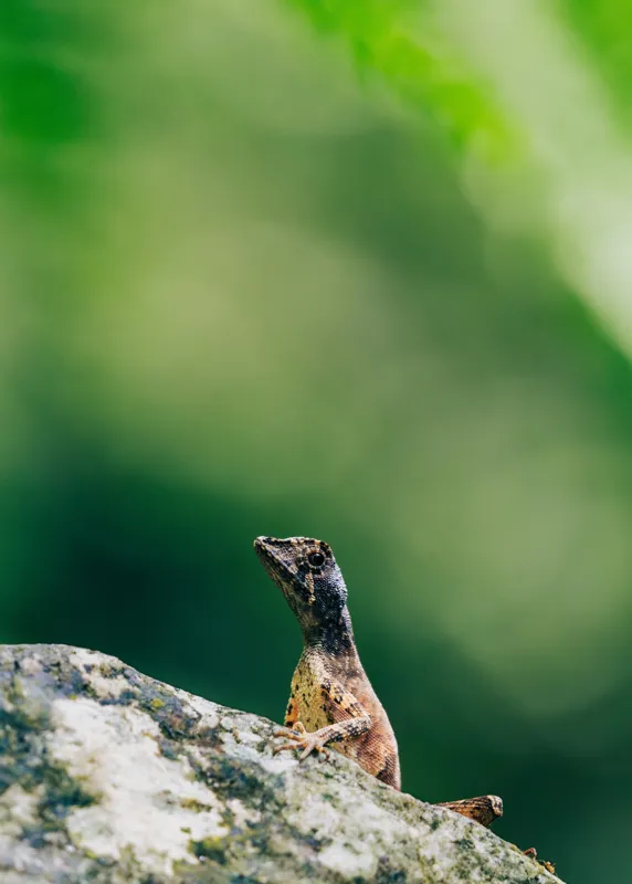Tablou Canvas, "Șopârla solitară pe piatra bătrână", Natură, Lizard, Piatră, Verde, Camuflaj, Tranquilitate, Frunze, Bokeh, 50 x 70 cm – poza 2