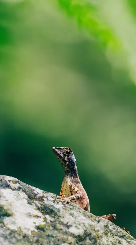 Tablou Canvas, "Șopârla solitară pe piatra bătrână", Natură, Lizard, Piatră, Verde, Camuflaj, Tranquilitate, Frunze, Bokeh, 50 x 90 cm – poza 2