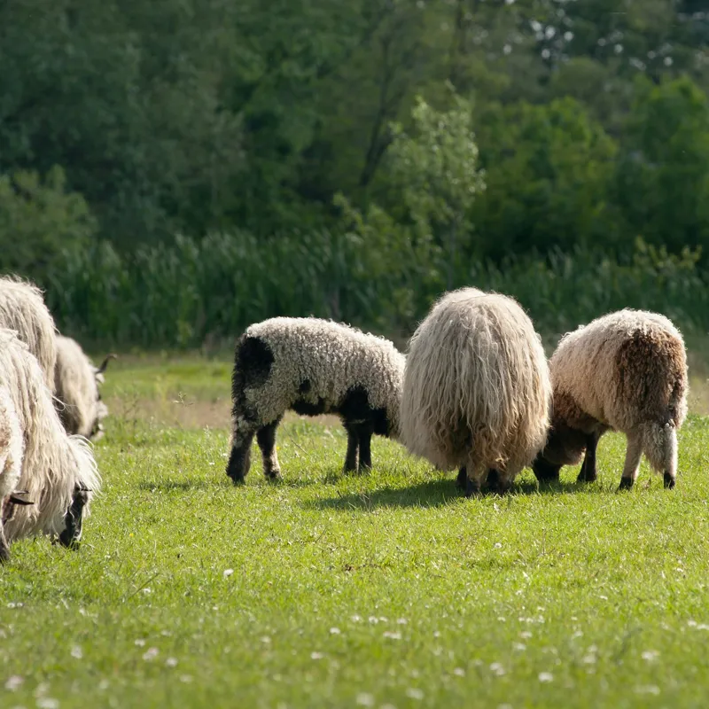 Tablou Canvas, "Oile pe câmp la păscut", Oaie, Turmă, Pășune, Verdeață, Lână, Natură, Peisaj, Pădure, Câmpie, Animale., 100 x 100 cm – poza 2