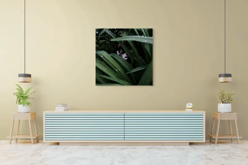 Tablou Canvas, "Pisica ascunsă printre frunze verzi", Frunze, Pisică, Privire, Plante, Picături, Verde, Ascuns, Natură, 100 x 100 cm – poza 5