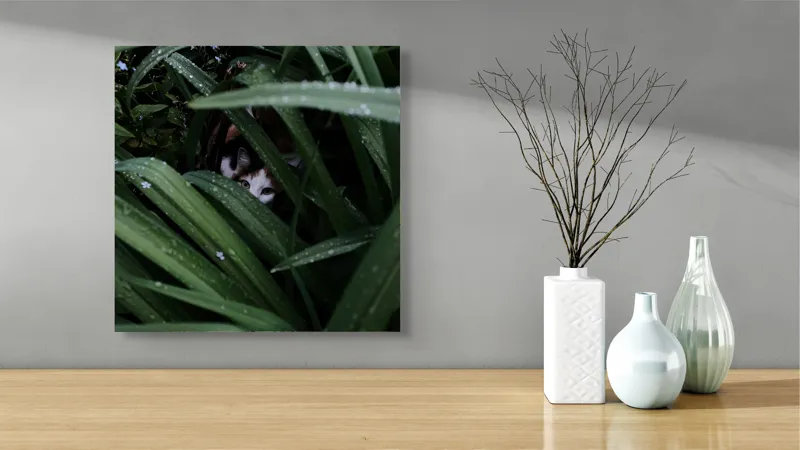 Tablou Canvas, "Pisica ascunsă printre frunze verzi", Frunze, Pisică, Privire, Plante, Picături, Verde, Ascuns, Natură, 50 x 50 cm – poza 3