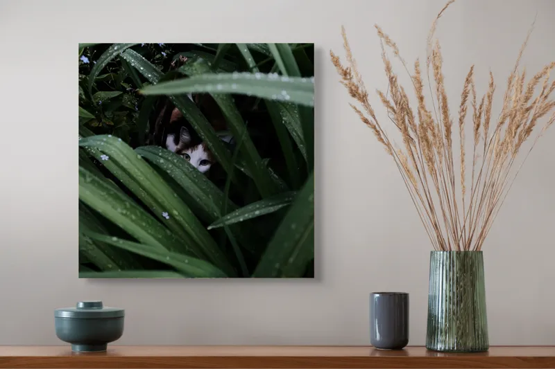 Tablou Canvas, "Pisica ascunsă printre frunze verzi", Frunze, Pisică, Privire, Plante, Picături, Verde, Ascuns, Natură, 50 x 50 cm – poza 4
