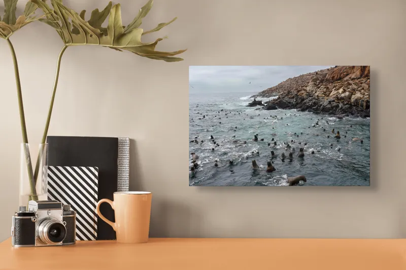 Tablou Canvas, "Colonie de foci la malul stâncos", Lei, Mare, Stânci, Apă, Cer, Păsări, Colonii, Viețuitoare, Natură, Ocean, Vânt, Ecosistem, Insulă, Mediu, Sălbatic, 39 x 26 cm – poza 3