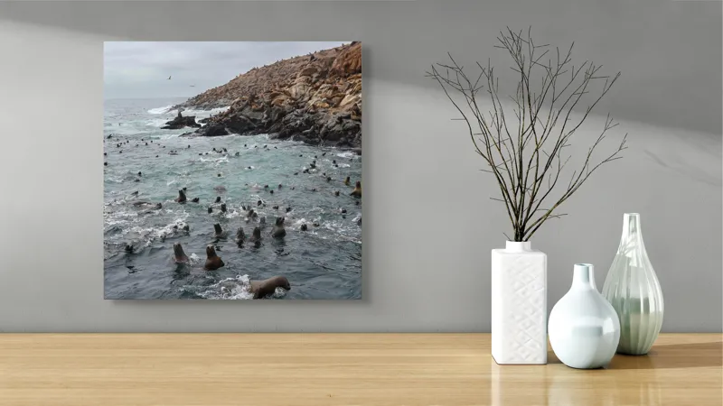 Tablou Canvas, "Colonie de foci la malul stâncos", Lei, Mare, Stânci, Apă, Cer, Păsări, Colonii, Viețuitoare, Natură, Ocean, Vânt, Ecosistem, Insulă, Mediu, Sălbatic, 50 x 50 cm – poza 3