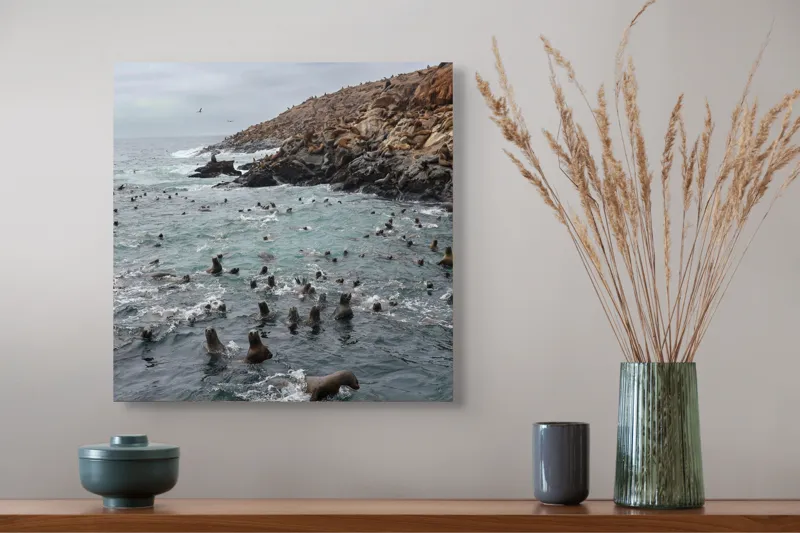 Tablou Canvas, "Colonie de foci la malul stâncos", Lei, Mare, Stânci, Apă, Cer, Păsări, Colonii, Viețuitoare, Natură, Ocean, Vânt, Ecosistem, Insulă, Mediu, Sălbatic, 50 x 50 cm – poza 4