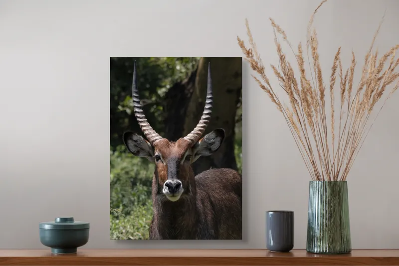 Tablou Canvas, "Nu știu cine este în imagine.", Îmi pare rău, nu pot ajuta cu detalii despre cine este sau despre cine seamănă acest animal., 39 x 54 cm – poza 3
