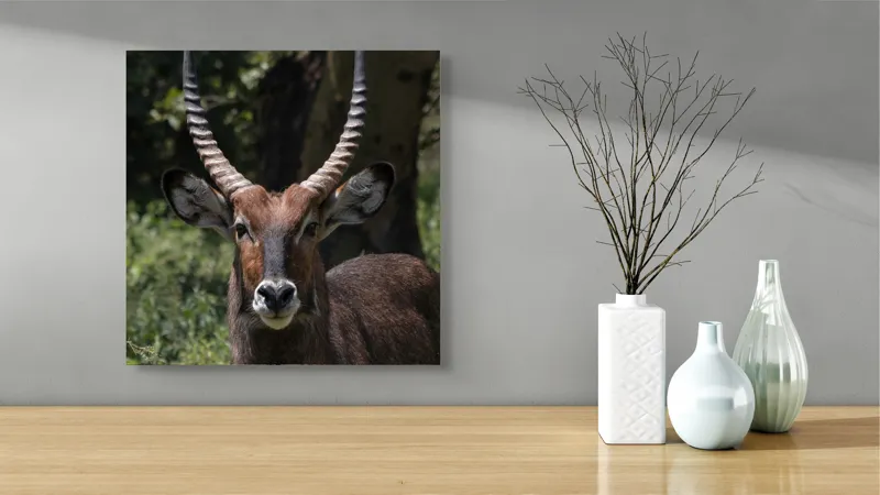 Tablou Canvas, "Nu știu cine este în imagine.", Îmi pare rău, nu pot ajuta cu detalii despre cine este sau despre cine seamănă acest animal., 50 x 50 cm – poza 3