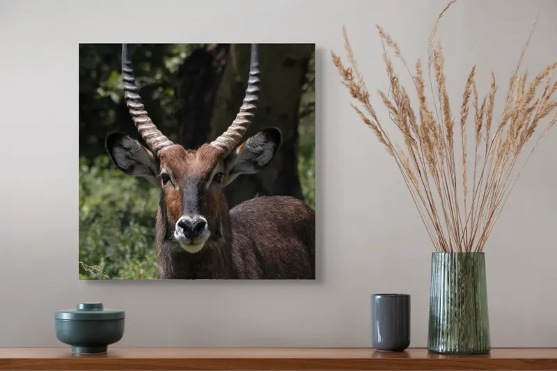 Tablou Canvas, "Nu știu cine este în imagine.", Îmi pare rău, nu pot ajuta cu detalii despre cine este sau despre cine seamănă acest animal., 50 x 50 cm – poza 4
