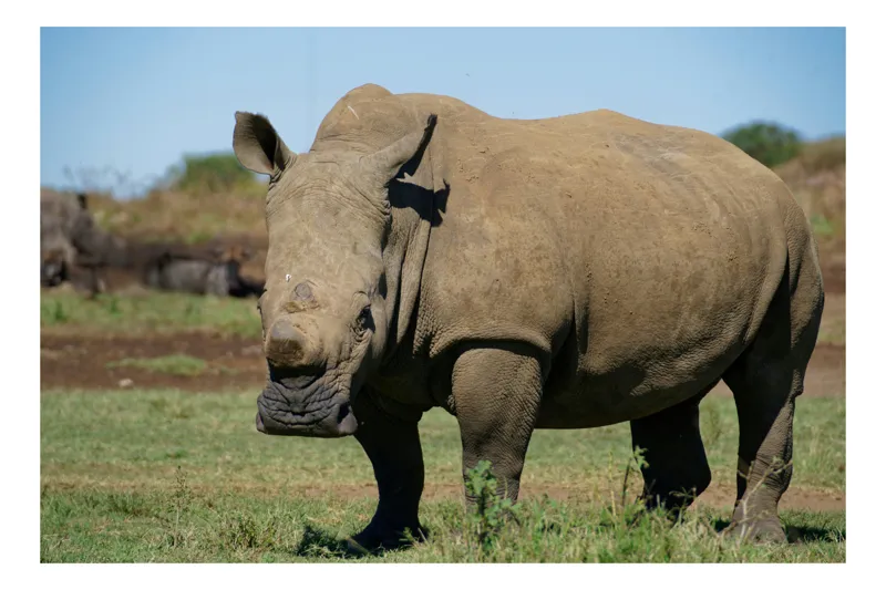 Tablou Canvas, "Rinocerul în savana africană liniștită", Nu pot identifica persoane sau animale din imagini, dar aceasta este imaginea unui rinocer., 70 x 50 cm