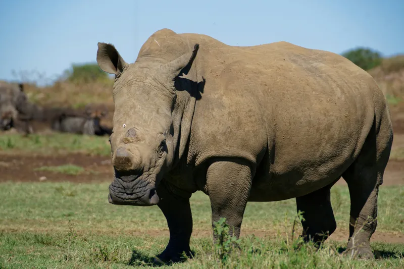 Tablou Canvas, "Rinocerul în savana africană liniștită", Nu pot identifica persoane sau animale din imagini, dar aceasta este imaginea unui rinocer., 150 x 100 cm – poza 2