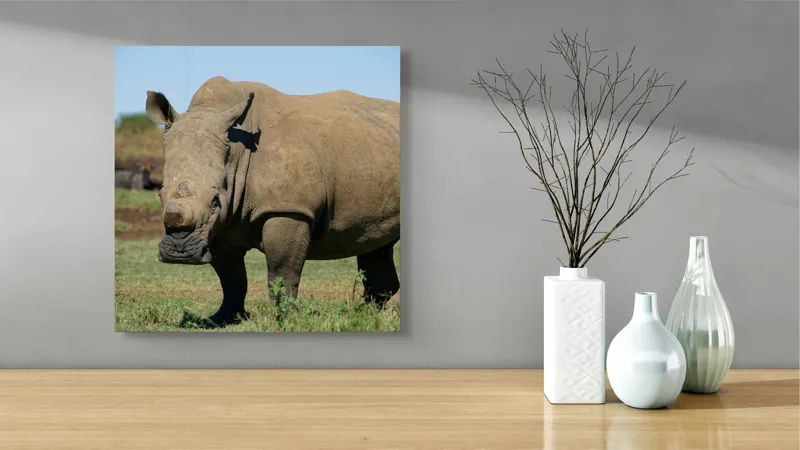 Tablou Canvas, "Rinocerul în savana africană liniștită", Nu pot identifica persoane sau animale din imagini, dar aceasta este imaginea unui rinocer., 50 x 50 cm – poza 3