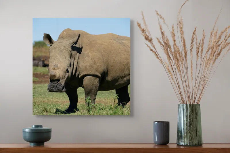 Tablou Canvas, "Rinocerul în savana africană liniștită", Nu pot identifica persoane sau animale din imagini, dar aceasta este imaginea unui rinocer., 50 x 50 cm – poza 4