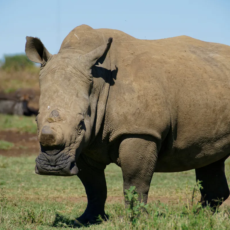 Tablou Canvas, "Rinocerul în savana africană liniștită", Nu pot identifica persoane sau animale din imagini, dar aceasta este imaginea unui rinocer., 50 x 50 cm – poza 2