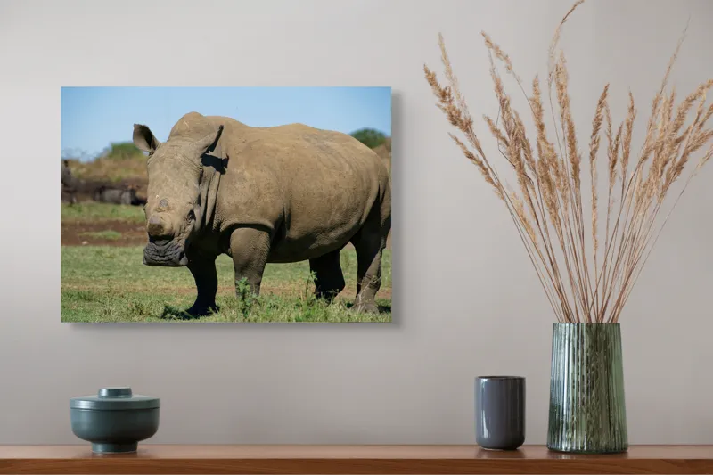 Tablou Canvas, "Rinocerul în savana africană liniștită", Nu pot identifica persoane sau animale din imagini, dar aceasta este imaginea unui rinocer., 54 x 39 cm – poza 4