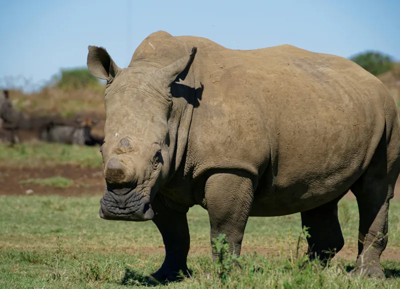 Tablou Canvas, "Rinocerul în savana africană liniștită", Nu pot identifica persoane sau animale din imagini, dar aceasta este imaginea unui rinocer., 54 x 39 cm – poza 2