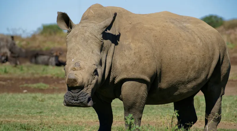 Tablou Canvas, "Rinocerul în savana africană liniștită", Nu pot identifica persoane sau animale din imagini, dar aceasta este imaginea unui rinocer., 90 x 50 cm – poza 2