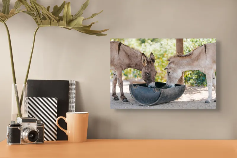 Tablou Canvas, "Măgarii prietenoși savurează masa împreună", Nu știu cine sunt aceste animale., 39 x 26 cm – poza 3