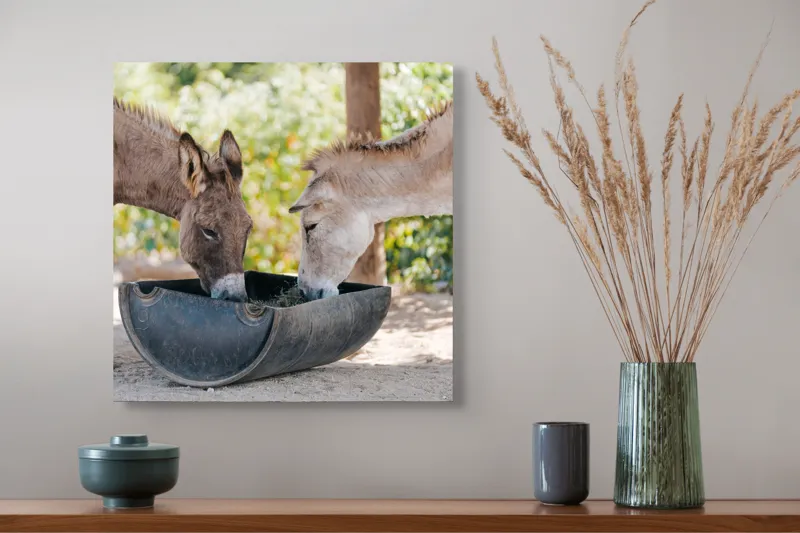Tablou Canvas, "Măgarii prietenoși savurează masa împreună", Nu știu cine sunt aceste animale., 50 x 50 cm – poza 4