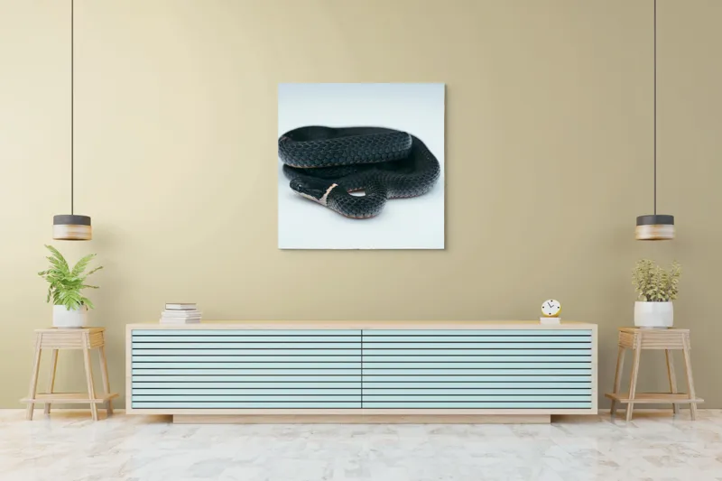 Tablou Canvas, "Șarpele încolăcit pe fundal alb", Șarpe, Negru, Textură, Solzi, Ochii, Elegant, Răsucit, Calm, Fin, Contrast., 100 x 100 cm – poza 5