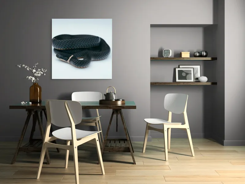 Tablou Canvas, "Șarpele încolăcit pe fundal alb", Șarpe, Negru, Textură, Solzi, Ochii, Elegant, Răsucit, Calm, Fin, Contrast., 100 x 100 cm – poza 6