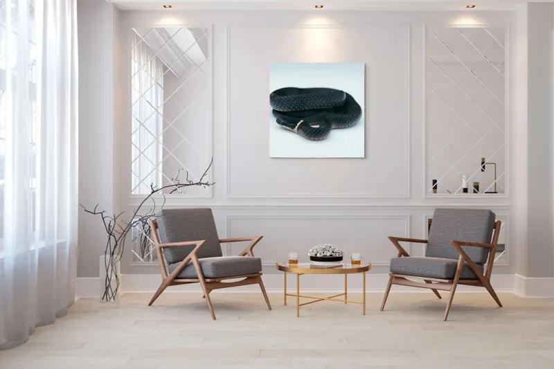 Tablou Canvas, "Șarpele încolăcit pe fundal alb", Șarpe, Negru, Textură, Solzi, Ochii, Elegant, Răsucit, Calm, Fin, Contrast., 100 x 100 cm – poza 7