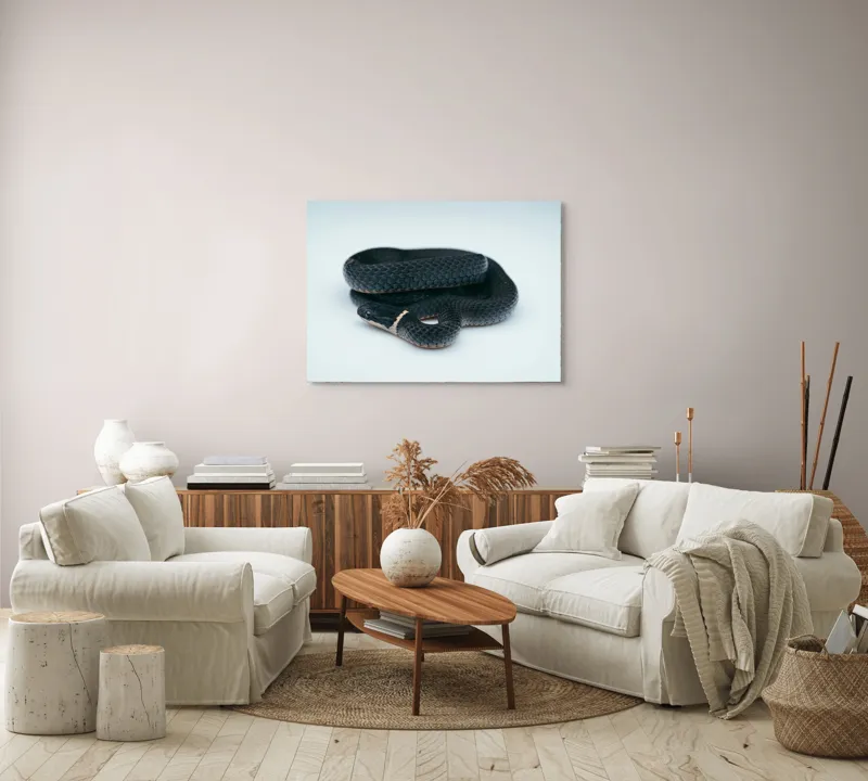 Tablou Canvas, "Șarpele încolăcit pe fundal alb", Șarpe, Negru, Textură, Solzi, Ochii, Elegant, Răsucit, Calm, Fin, Contrast., 100 x 70 cm – poza 3