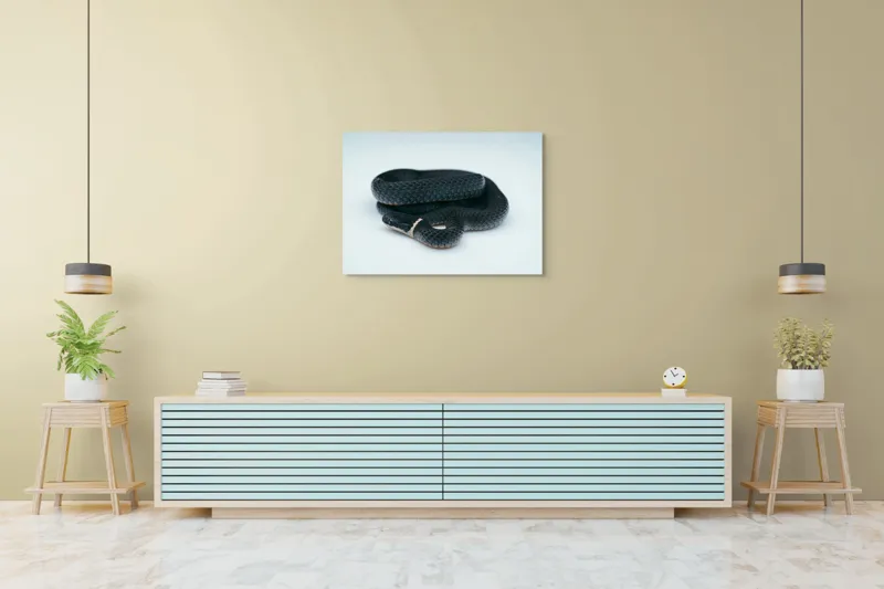 Tablou Canvas, "Șarpele încolăcit pe fundal alb", Șarpe, Negru, Textură, Solzi, Ochii, Elegant, Răsucit, Calm, Fin, Contrast., 100 x 70 cm – poza 4