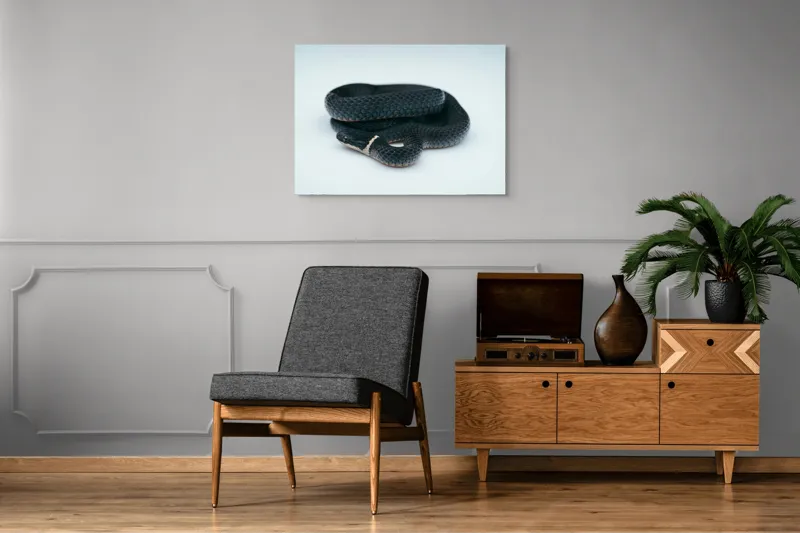 Tablou Canvas, "Șarpele încolăcit pe fundal alb", Șarpe, Negru, Textură, Solzi, Ochii, Elegant, Răsucit, Calm, Fin, Contrast., 100 x 70 cm – poza 8