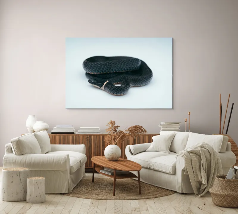 Tablou Canvas, "Șarpele încolăcit pe fundal alb", Șarpe, Negru, Textură, Solzi, Ochii, Elegant, Răsucit, Calm, Fin, Contrast., 150 x 100 cm – poza 3